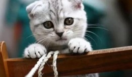 娱乐吃瓜君和折耳猫后续,一场跨界奇遇记